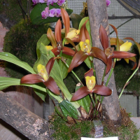 lycaste_lasioglossa2fca