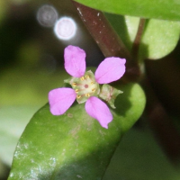 nesaea_triflora4bd