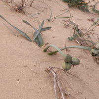 pancratium_maritimum2bd