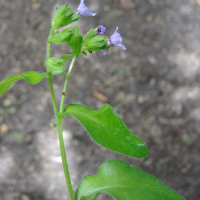 pulmonaria_montana3md