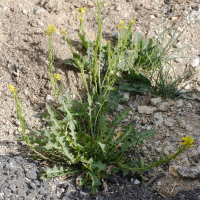 Sisymbrium austriacum ssp. chrysanthum (Vélar à fleurs dorées, Vélar des Pyrénées)