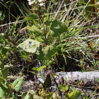 Ageratina altissima (Ageratina, Eupatoire rugueuse)
