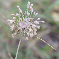 allium_paniculatum4md (Allium paniculatum)