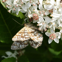 chiasmia_clathrata2sd (Chiasmia clathrata)