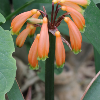 clivia_caulescens2md (Clivia caulescens)