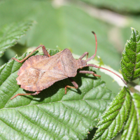 coreus_marginatus5md (Coreus marginatus)