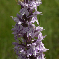 dactylorhiza_fuchsii2md (Dactylorhiza fuchsii)