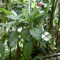 Dieffenbachia seguine (Dieffenbachia, Plante des sourds-muets)