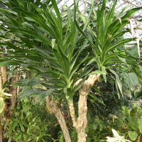 Dracaena hookeriana (Dracaena)