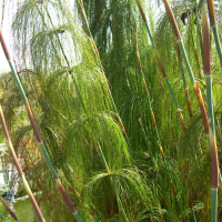 elegia_capensis2md