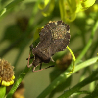 enoplops_scapha2md (Enoplops scapha)