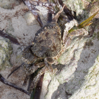Eriphia verrucosa (Crabe verruqueux)