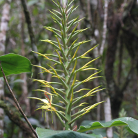 hedychium_gardnerianum4md