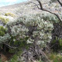Hubertia tomentosa (Hubertie, Ambaville blanc)