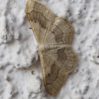 idaea_aversata4md