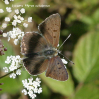 lycaena_tityrus_subalpinus2bd