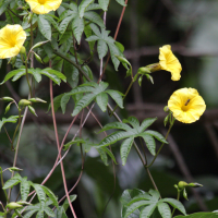 Merremia tuberosa (Rose de bois, Liane sultane jaune)