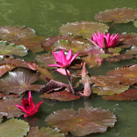 Nymphaea rubra (Lotus rouge, Nymphéa rouge, "India Red Water Lilly")