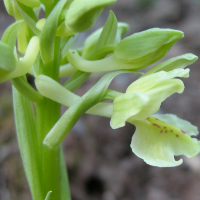 orchis_provincialis2bd