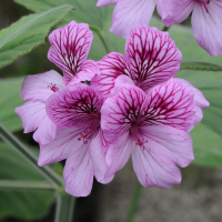 pelargonium_capitatum2md