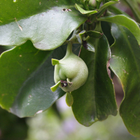 pereskia_grandifolia3md