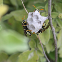 polistes_dominulus5md