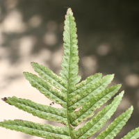 polypodium_vulgare5md