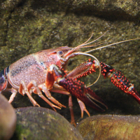 procambarus_clarkii3MD