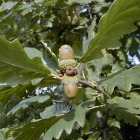 quercus_petraea3md