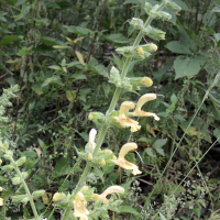 salvia_glutinosa2md (Salvia glutinosa)