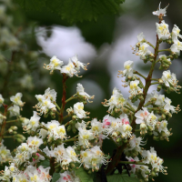 aesculus_hippocastanum4md