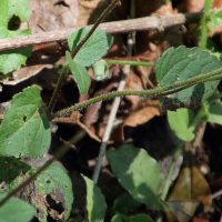 ageratum_conyzoides6md