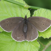 aphantopus_hyperantus1bbd (Aphantopus hyperantus)