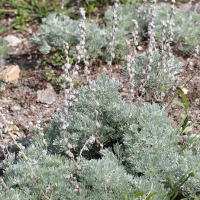 Artemisia eriantha (Génépi laineux)
