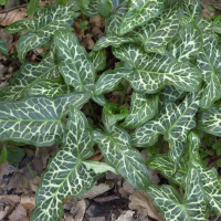 arum_italicum1cmd (Arum italicum)