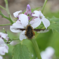 bombylius_major3md (Bombylius major)