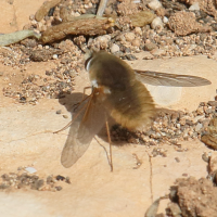 Bombylius pintuarius (Bombyle)