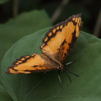 byblia_anvatara_anvatara3bd (Byblia anvatara ssp. anvatara)