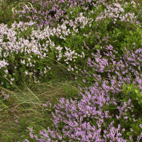 calluna_vulgaris3md (Calluna vulgaris)