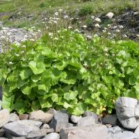 Cardamine asarifolia (Cardamine à feuilles d'asaret)