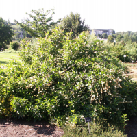 Clethra alnifolia (Clethra)