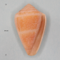 Conus ventricosus (Cône méditerranéen, Cône de Méditerranée)