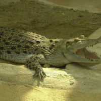 crocodylus_porosus2md