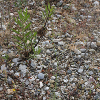 Crupina crupinastrum (Crupine du Midi)