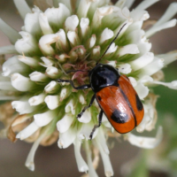 Cryptocephalus bipunctatus (Cryptocéphale à deux points)