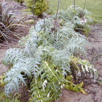 cynara_scolymus2md (Cynara scolymus)