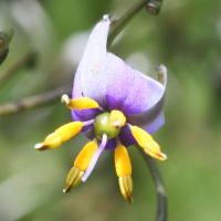 dianella_tasmanica2md (Dianella tasmanica)