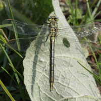 gomphus_pulchellus3abd