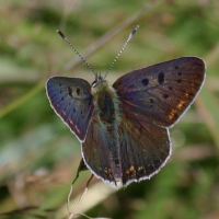 lycaena_helle6bd