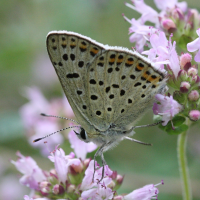 lycaena_tityrus6md